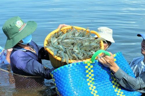 Giá tôm giảm sâu, lãnh đạo tỉnh Cà Mau lo đứt gãy chuỗi cung ứng