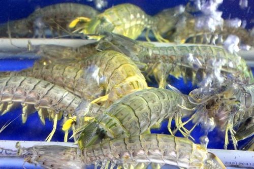 Hải sản Phú Quốc giảm giá một nửa