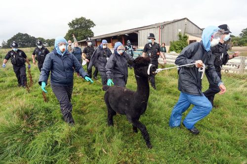 Lạc đà alpaca đen Geronimo bị tòa ở Anh tuyên án tử