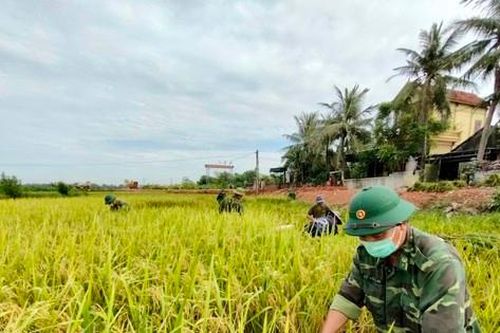 Bộ đội Biên phòng Nghệ An giúp dân thu hoạch lúa trong mùa dịch