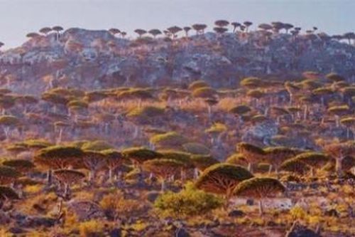 Socotra - vẻ đẹp siêu thực của đảo cây huyết rồng