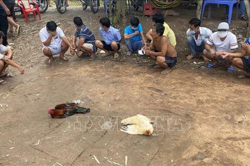 Tụ tập đá gà ăn tiền khi đang giãn cách xã hội