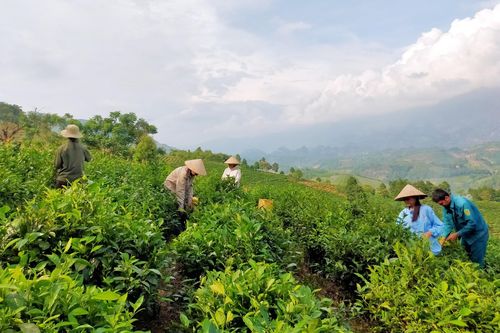 Nông dân Mường Khương thi đua sản xuất giỏi