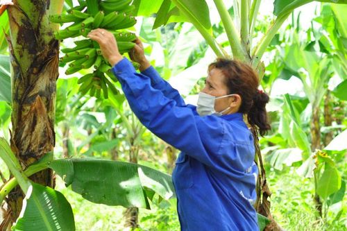 Xây dựng nông thôn mới ở Đam Rông trong đại dịch