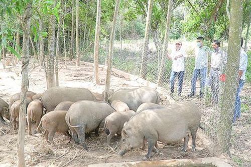 Giúp nông dân vươn lên khá giả từ Quỹ hỗ trợ nông dân