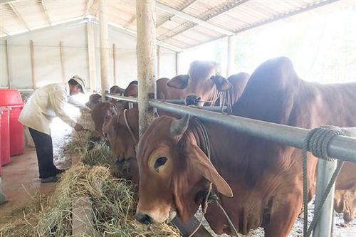 Phát triển tổng đàn đi đôi với nâng cao chất lượng đàn bò