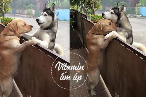 Cái ôm qua vách cửa của chú chó 'sổng chuồng' và câu chuyện cảm động phía sau