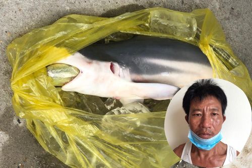 Cho cá 'nuốt' ma túy để mang về nhà
