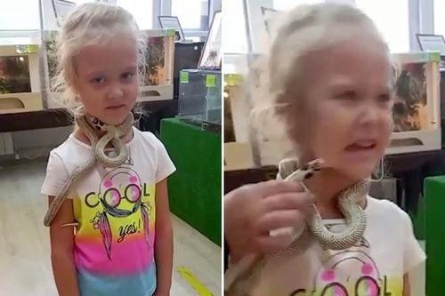 Mùi thịt gà khiến cô bé bị rắn độc tấn công