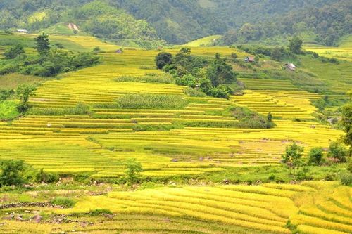 Mùa vàng trên rẻo cao