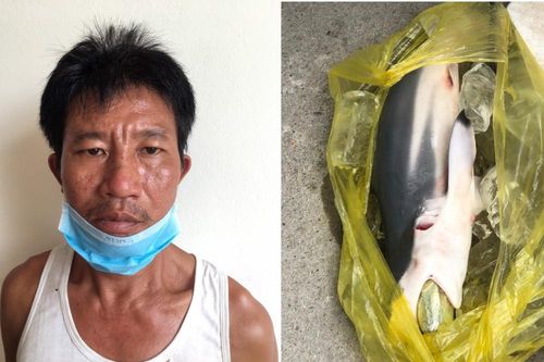 Giấu ma túy vào bụng cá để qua mặt cơ quan chức năng nhưng vẫn không thoát