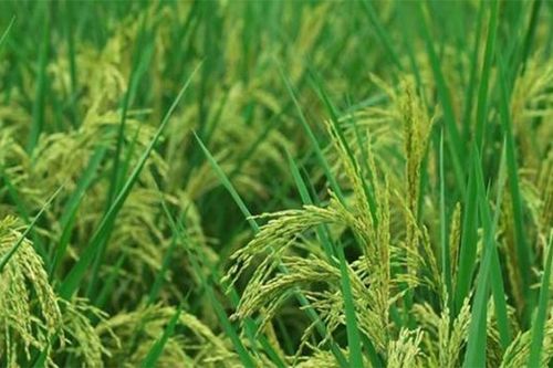 Trung Quốc trồng thành công 'lúa khổng lồ' cao hơn 2 mét