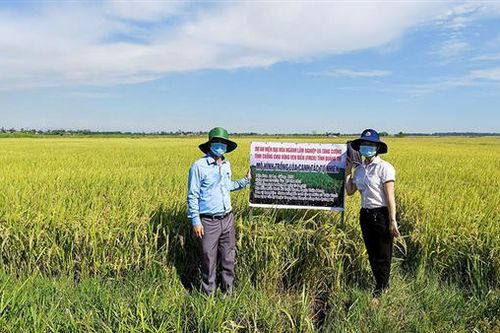 Mô hình sản xuất lúa canh tác tự nhiên cần được nhân rộng