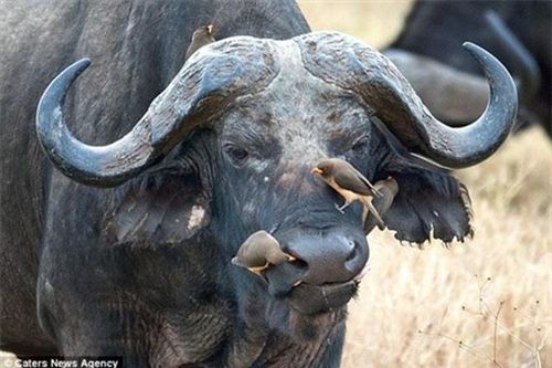 Đàn chim chúc đầu vào mũi trâu rừng để 'kiếm ăn'