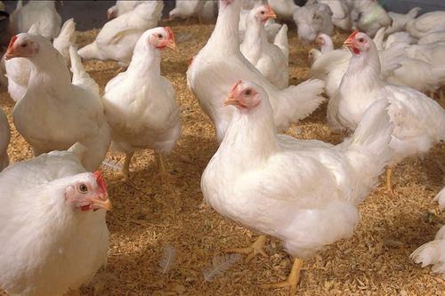 Giá gà xuống mức 6.000 đồng/kg vẫn không bán được