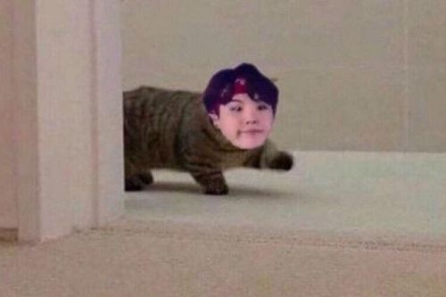 Sốc trước lý do Suga BTS mê mèo nhưng không dám nuôi