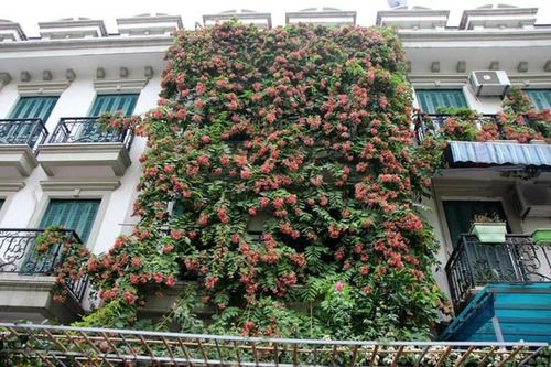 Cây cảnh giá rẻ, nhiều người dân 'tranh thủ' gieo trồng khi ở nhà giãn cách