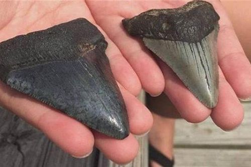 Nhặt đá lạ, vỡ òa khi biết là của quý từ 'quái vật' Megalodon