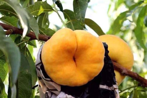 Loại đào vàng dẹt như bánh rán, hàng sang một thời rớt giá thê thảm