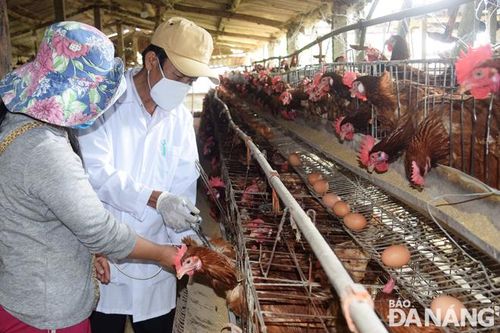 Phòng, chống dịch bệnh cho động vật nuôi trong bối cảnh Covid-19