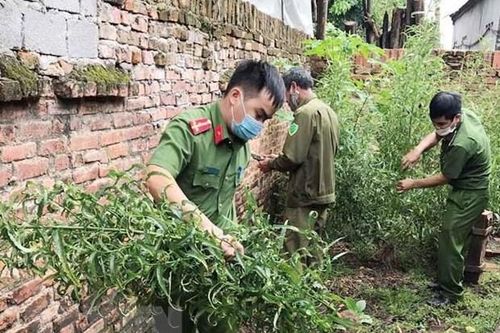 Vĩnh Phúc: Phát hiện, nhổ bỏ hơn 100 cây cần sa trồng ở nhà một hộ dânTin khácĐảm bảo chất lượng thuốc, đáp ứng nhu cầu chăm sóc sức khỏe Nhân dânNhớ về những ngày Cách mạng Tháng Tám ở Lạng Sơn
