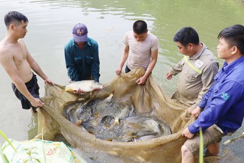 Lợi ích kép từ nuôi cá bằng công nghệ vi sinh