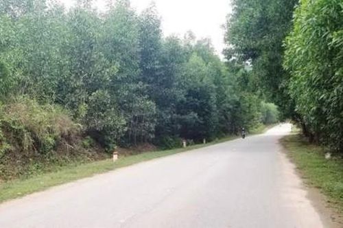 Kinh tế Nông nghiệp - Nông thôn Tăng độ che phủ rừng phải gắn liền với chất lượng