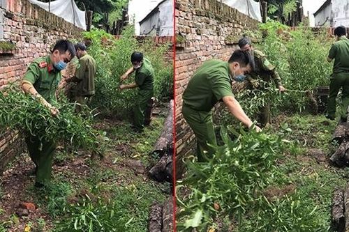Trồng hàng trăm cây cần sa xung quanh nhà để… ngâm rượu