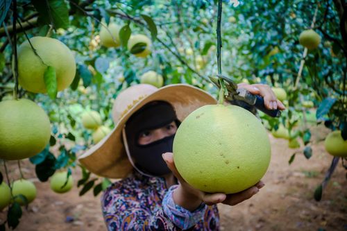 Hơn 20.000 tấn bưởi Phúc Trạch mắc kẹt vì dịch COVID-19, giá giảm mạnh