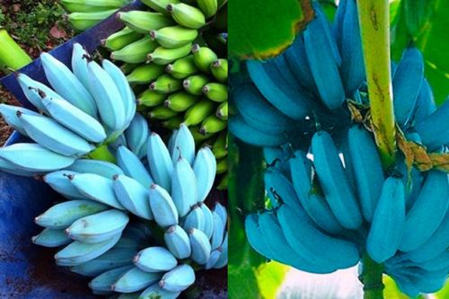 Giống chuối xanh biếc giá hơn 2 triệu/nải, màu đã lạ mùi vị còn độc đáo hơn