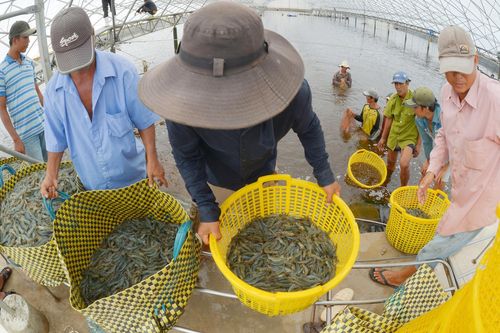 Khó khăn bủa vây doanh nghiệp thủy sản