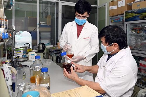 Nỗ lực để tìm 'nam dược' trị Covid-19