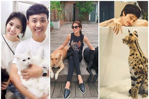 Hé lộ số tiền 'khủng' sao Việt bỏ ra để tậu thú cưng