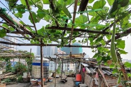 Mùa dịch và những 'vùng xanh' trên các ngôi nhà tập thể cũ ở Thủ đô