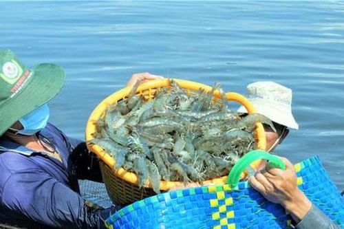 Giá tôm ở mức cao nhưng tắc thu mua vì các tỉnh tự... gây khó