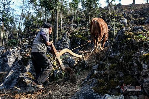 Độc đáo kiểu canh tác trên đá - Di sản Văn hóa phi vật thể ở Đồng Văn