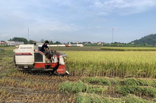 Ngành nông nghiệp hướng dẫn thu hoạch lúa thu mùa năm 2021 trong điều kiện thực hiện giãn cách xã hội