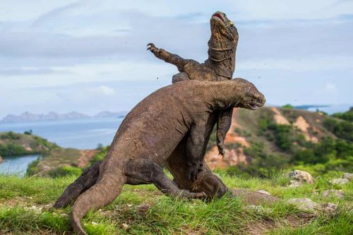 Rồng Komodo vừa bị liệt vào sách đỏ