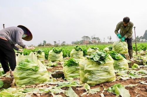 Liên kết bảo đảm nguồn cung nông sản cho 10,3 triệu dân Thủ đô