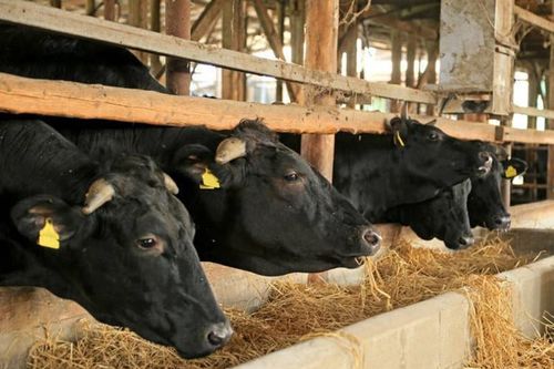Thịt bò Wagyu gần 10 triệu đồng/kg được nuôi thế nào?