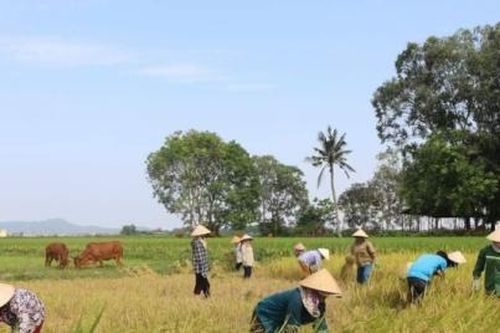 Xét nghiệm nCoV âm tính mới được đi gặt lúa