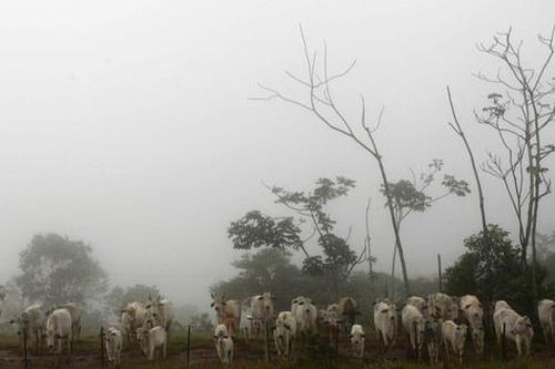 Brazil dừng xuất khẩu thịt bò vì phát hiện bệnh bò điên 'không điển hình'