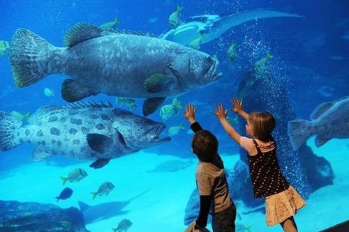 Khám phá 7 thủy cung kỳ thú nhất nước Mỹ