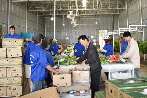 Hợp tác xã trên đường củng cố và phát triển theo luật mới