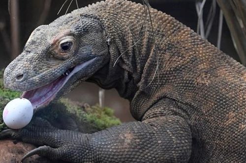 Rồng Komodo ở Indonesia có nguy cơ tuyệt chủng