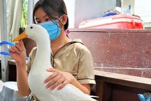 Chú vịt thông minh chỉ ăn thức ăn người nhà cho, không ăn của người lạ