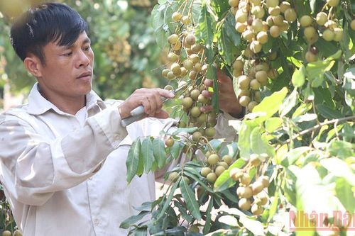Nhãn chín muộn giá rẻ như cho
