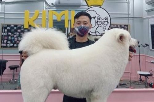 Sôi động thị trường dịch vụ chăm sóc thú cưng giữa mùa dịch
