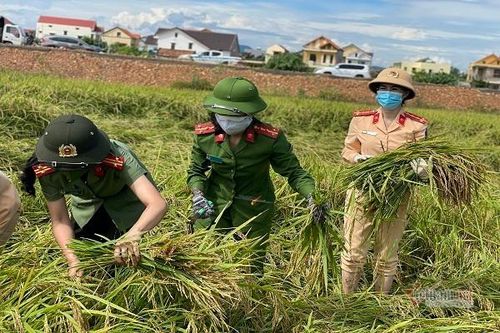 Lực lượng công an gặt lúa giúp dân vùng phong tỏa