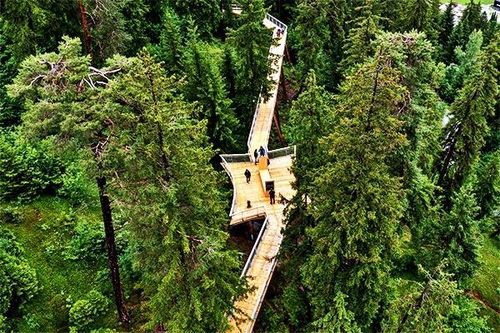 Đường đi bộ trên 'đỉnh ngọn cây' ở Thụy Sỹ: Dài nhất thế giới, xuyên 1,5 km rừng